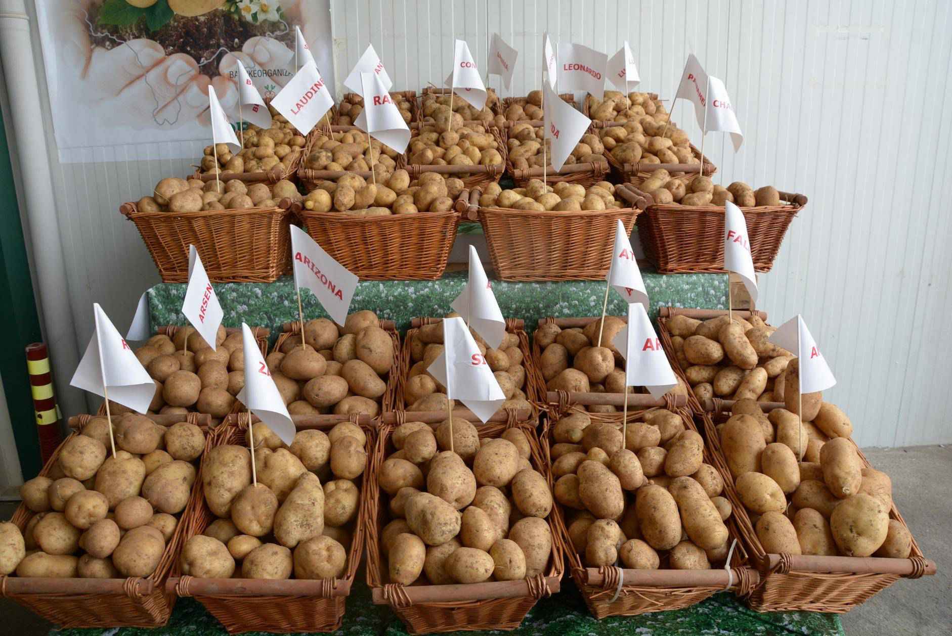 Shqipëria në vendin e 26-të në Evropë për prodhimin e patates