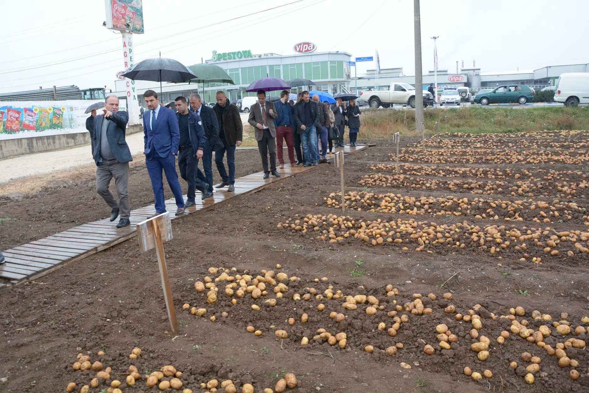 Kosova plotëson nevojat me patate, si dhe eksporton  