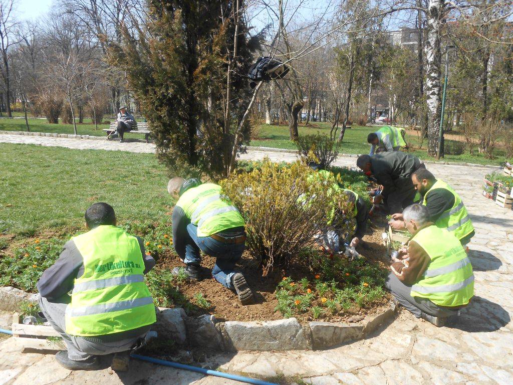 Sivjet në Prishtinë do të mbillen rreth 400 mijë lule 