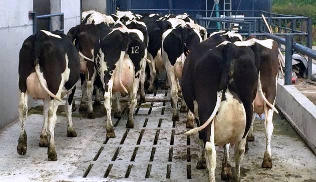 Katari importon lopë me avion për të mos u ndikuar nga embargoja  