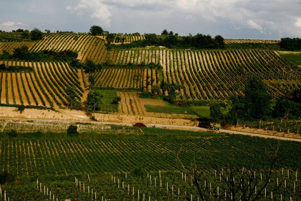 Thaçi: Kosova ka eksportuar mbi 30 milion litra verë