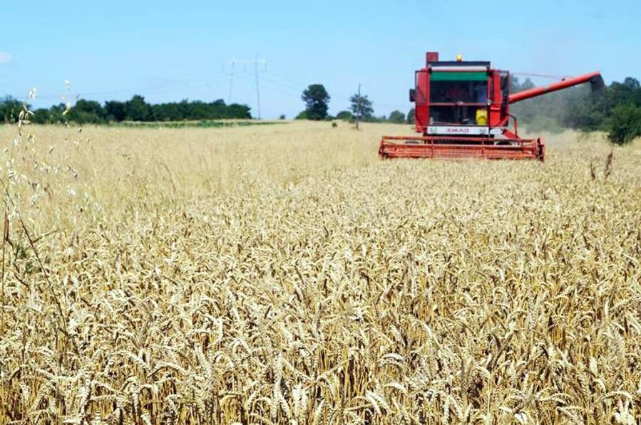 Çmimi i ulët zvogëlon interesimin e bujqve të mbjellin grurë 