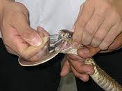 MSh ka siguruar serume të mjaftueshme kundër  kafshimit të gjarprit