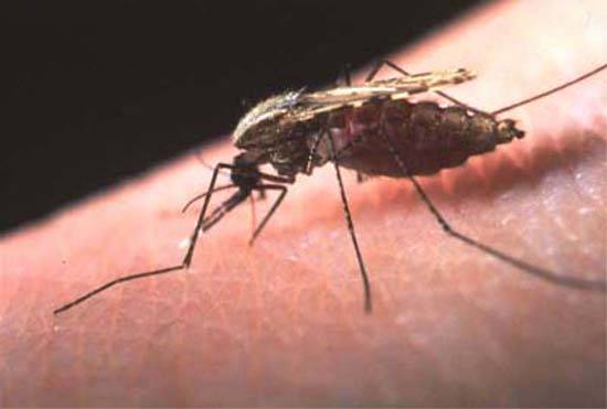 Malaria alarmon Greqinë