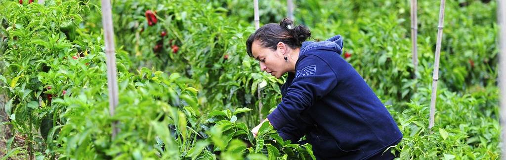 Ministria e Bujqësisë ka mbështetur 138 projekte të grave fermere