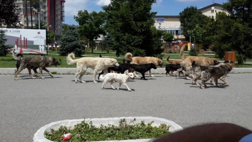 Prishtina fillon ndërtimin e qendrës për trajtimin e qenve endacakë