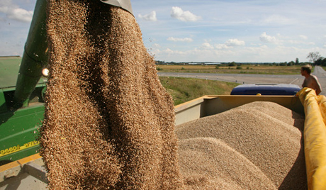 Rusia renditet ndër eksportuesit kryesorë të drithërave