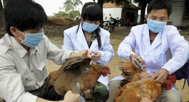 Kina hulumton vaksinë për gripin e shpezëve