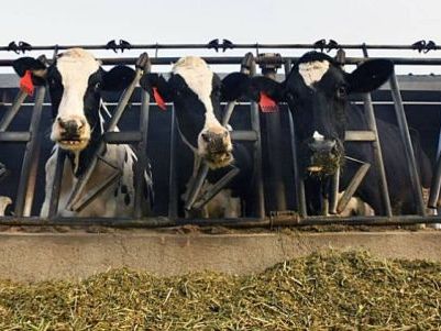 Komuna e Prizrenit shpërndan lopë qumështore për fermerë 