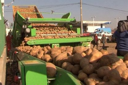 Prodhuesit e patates në protesta, kërkojn treg të sigurt 
