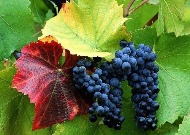 Franca tërheq nga shitja rrushin maqedonas