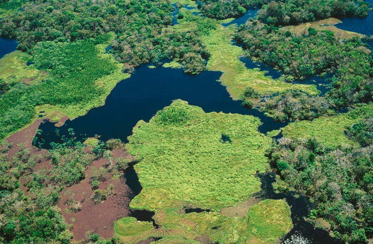 Amazona nuk mund të thith gazrat serrë të shtuara në të ardhmen