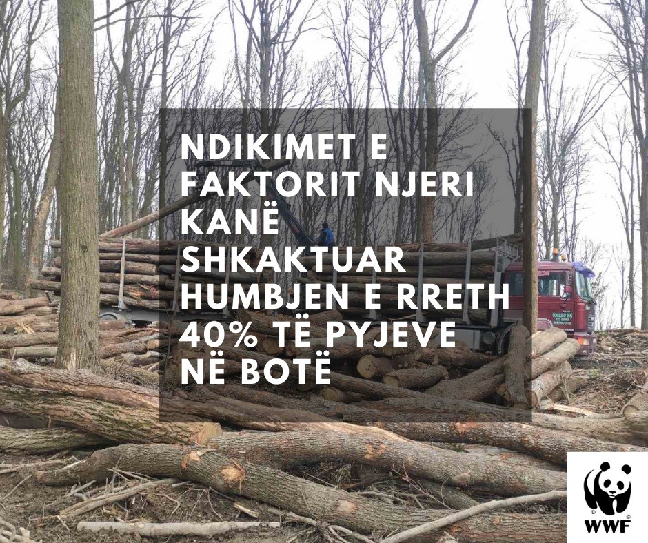 Shënohet Dita Ndërkombëtare e Pyjeve