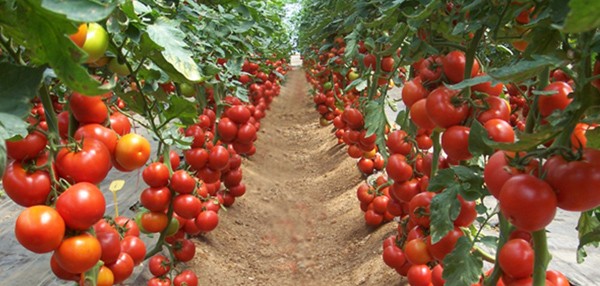 Shqipëri, rriten eksportet bujqësore