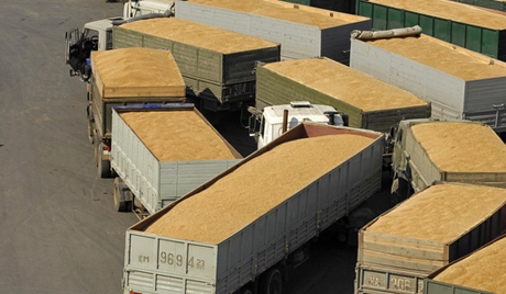 Rusia kufizon eksportin e drithërave