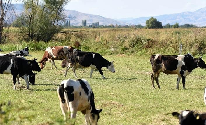 FAO ndihmon veterinerët në Ballkan për të luftuar sëmundjet e kafshëve