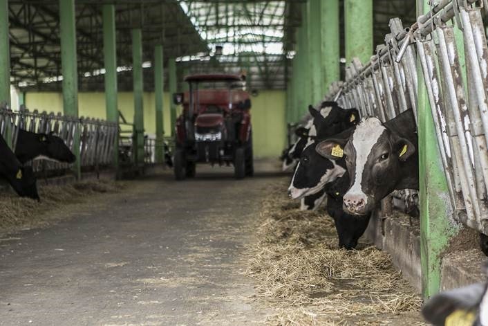 Çmimi i qumështit rrit Indeksin e Çmimeve të ushqimit