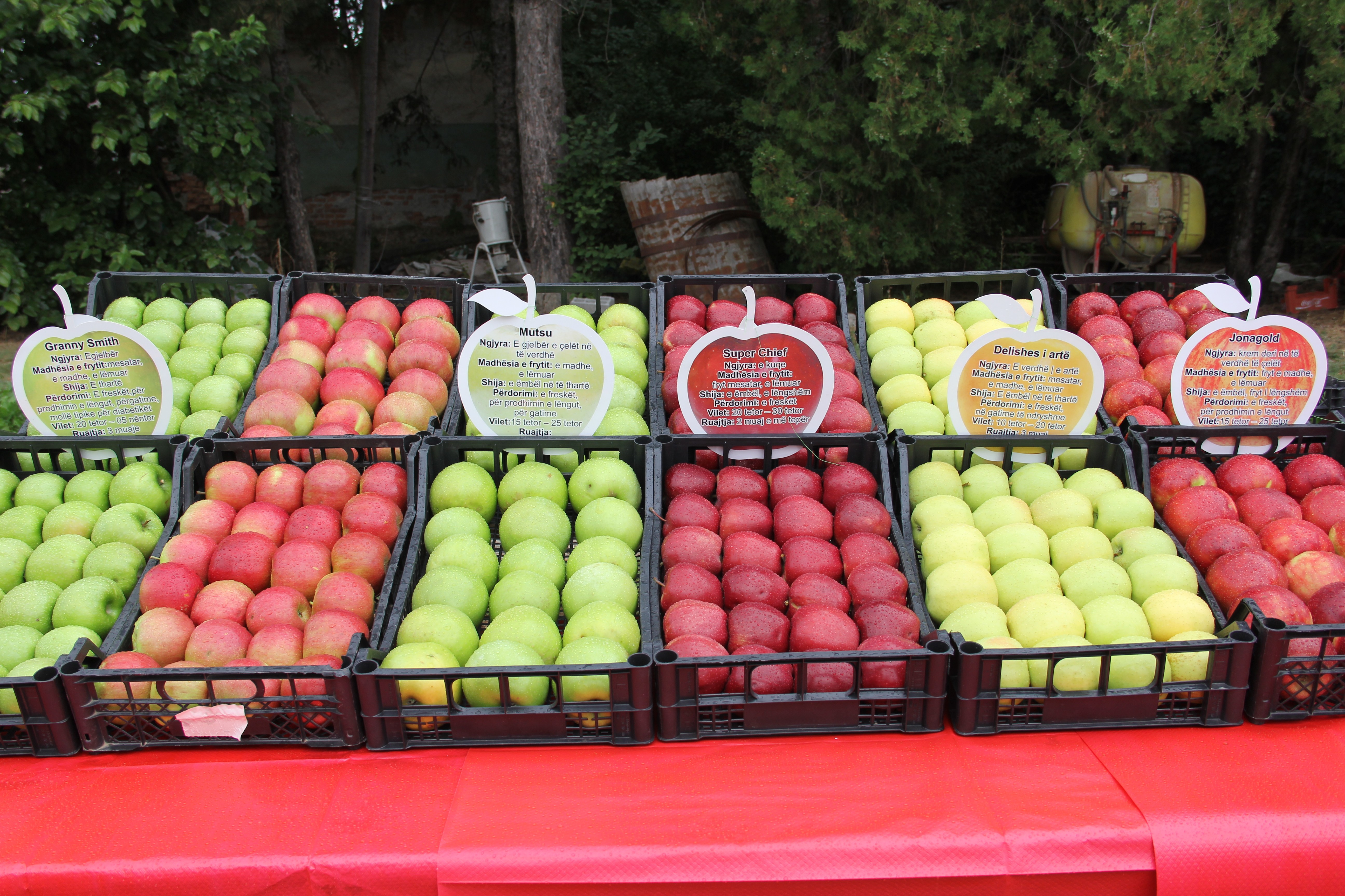 Kovraga shënon ditën tradicionale të vjeljes së mollës 