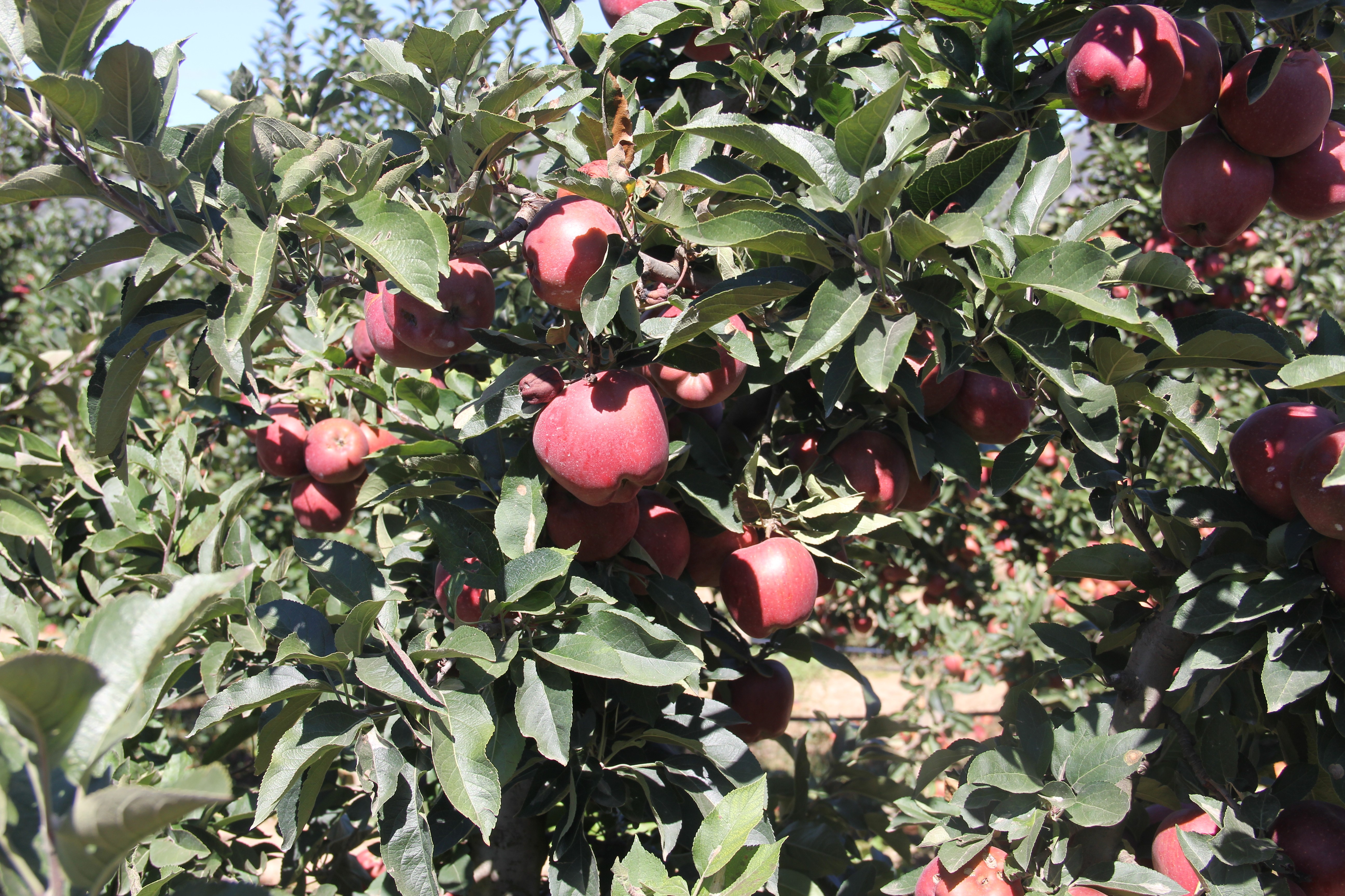 Shënohet dita tradicionale e vjeljes së mollës në Kovragë 