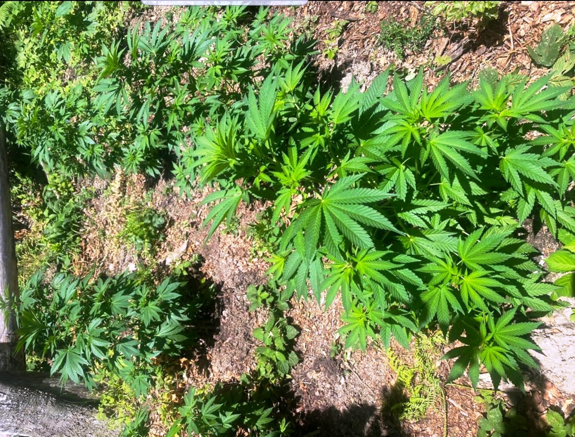 Policia arreston një person të dyshuar për kultivim të bimëve narkotike
