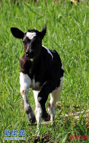 Kina klonon lopën e parë me gjenin e lysines