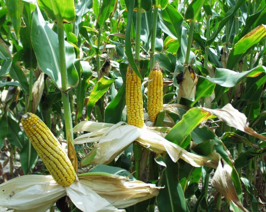 Fermerët amerikan shqetësohen për përdorimin e etanolit