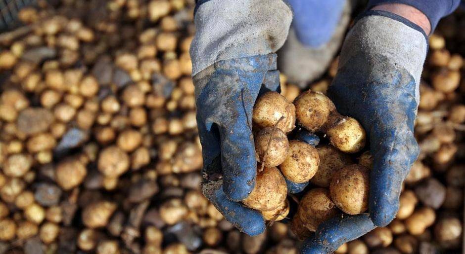 Gjykata e BE-së ndalon patatet e përpunuara gjenetikisht