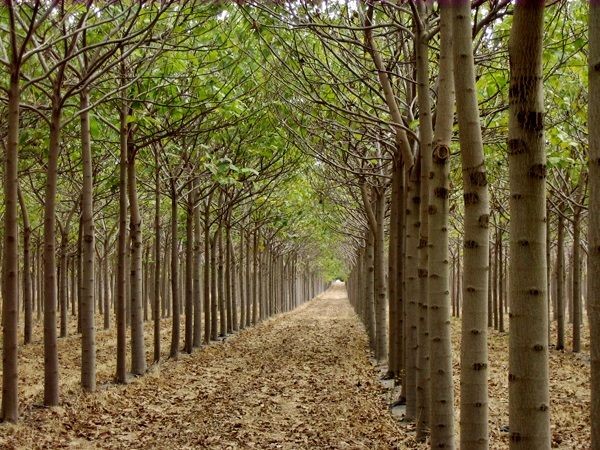 Pemët sjellin përfitime për të luftuar ngrohjen globale 