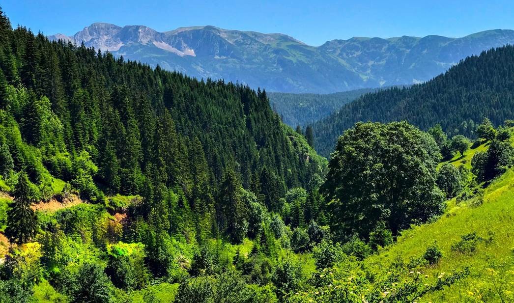 FAO dhe MBPZHR  rishkojnë sektorin e pylltarisë në Kosovë 