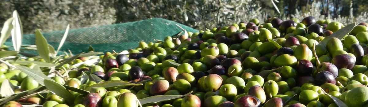 BE dënon ShBA-në për vendosjen e tarifave ndaj ullirit spanjoll 