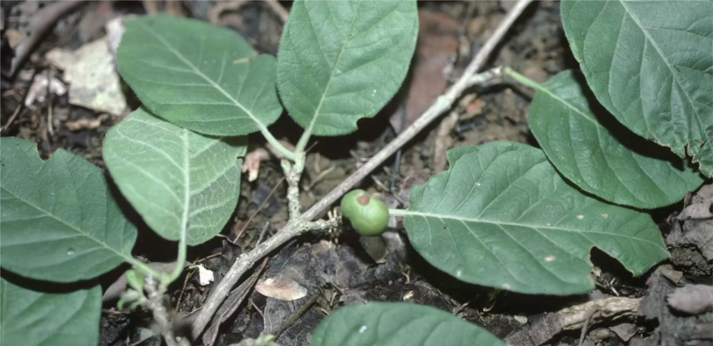 Ndryshimet klimatike rrezikojnë zhdukjen e varieteteve të kafesë 